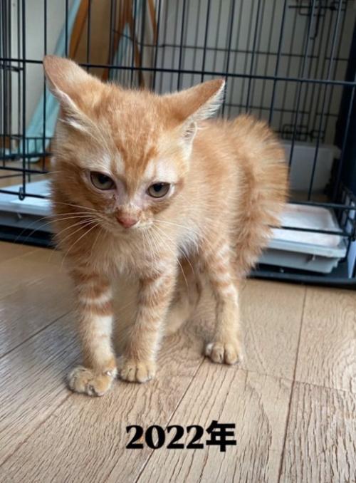 イカ耳の子猫