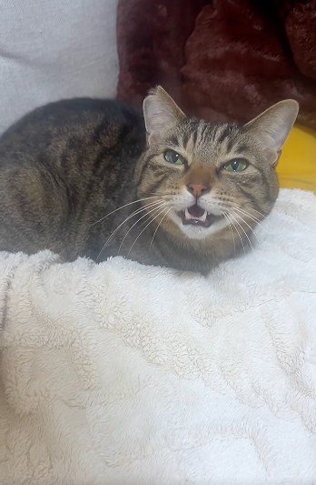 布団の上で鳴いている猫