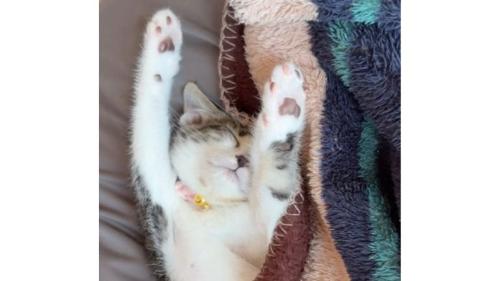 寝ている猫