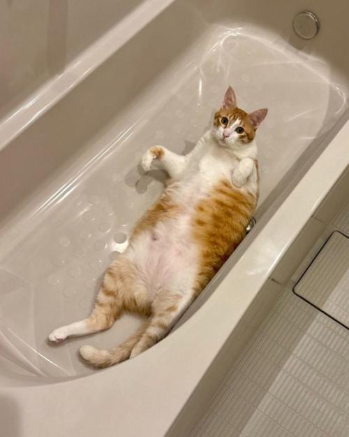 バスタブに横たわる猫
