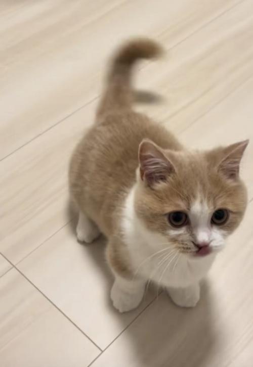 こちらを見つめる猫の写真