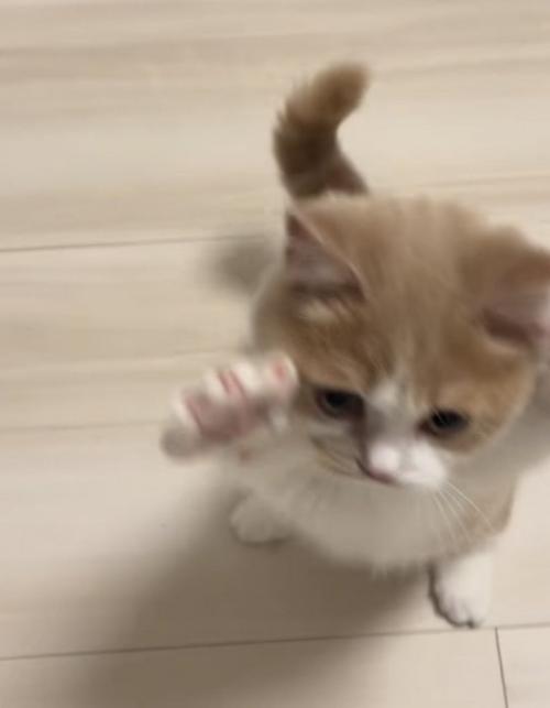 手を広げる猫の写真