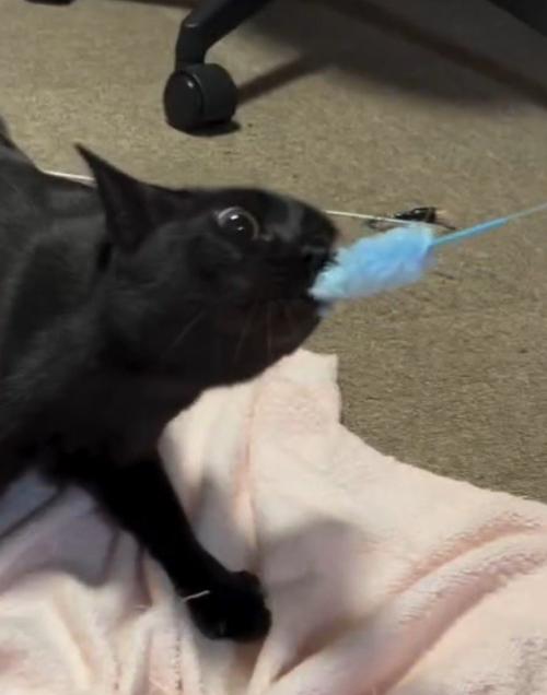 ねこじゃらしをがっちりと咥える猫