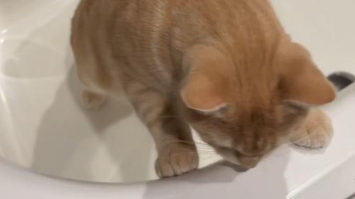 浴槽にいる猫