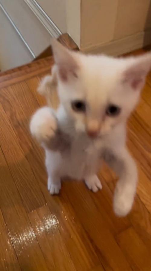 床から前足を離す子猫