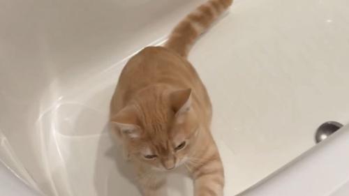 浴槽にいる猫
