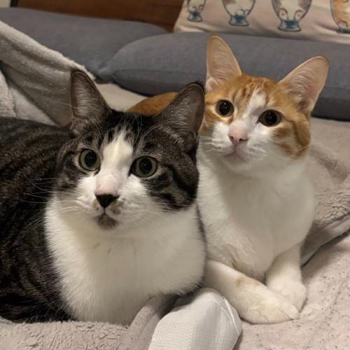 茶白猫とちょび髭模様の猫