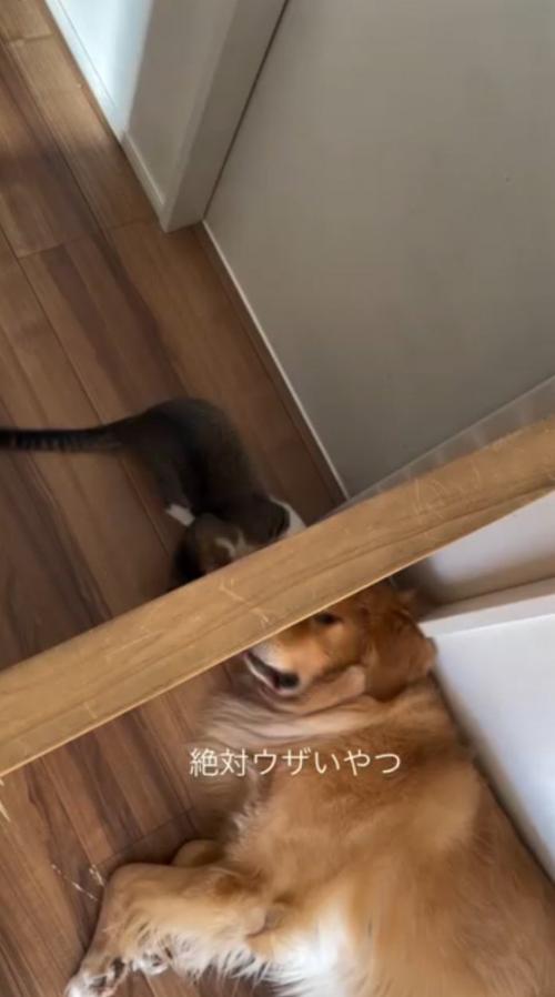 壁に前足を入れる猫