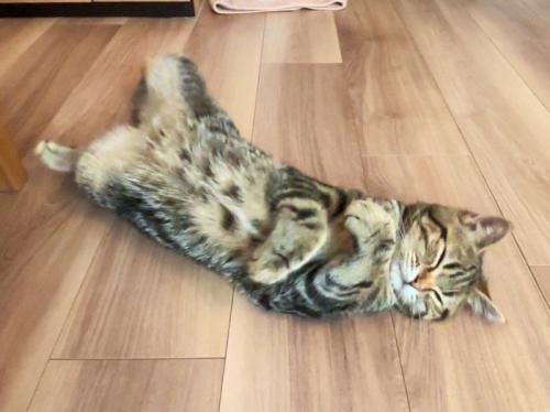 両腕を体に巻いてへそ天で気持ちよさそうに眠る猫