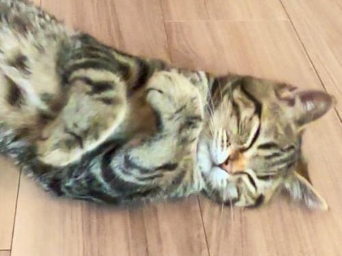 両腕を自分に巻きつけて眠る猫のアップ