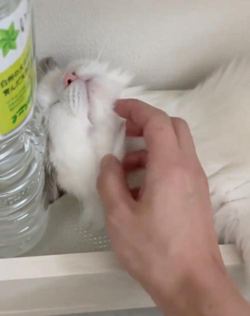撫でられる猫