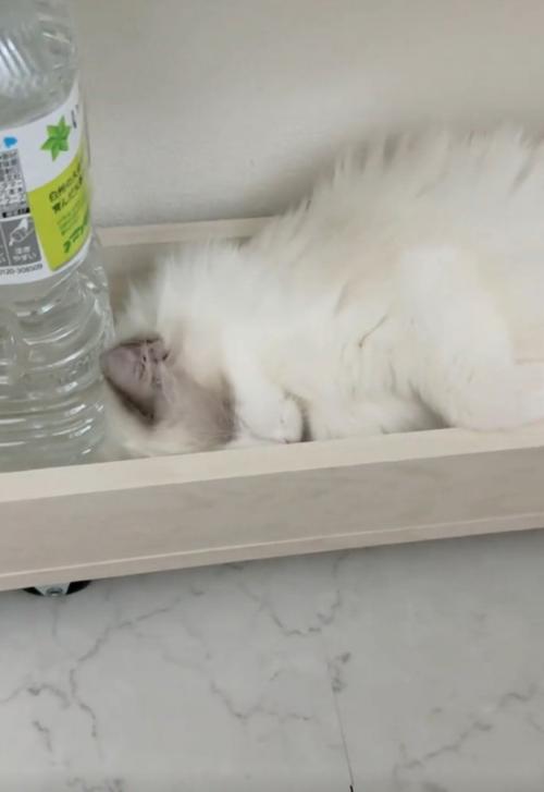 もう一度寝る猫