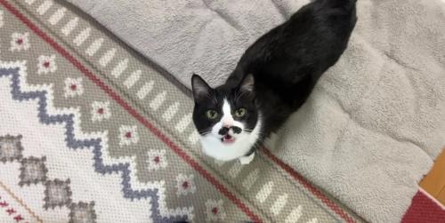 絨毯の上で甘え泣きするくろまめさん