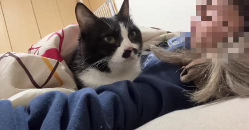 布団に入り飼い主さんの腕枕に収まるくろまめさん