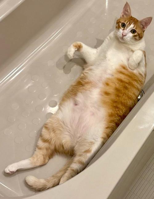 バスタブに横たわる猫(アップ1)