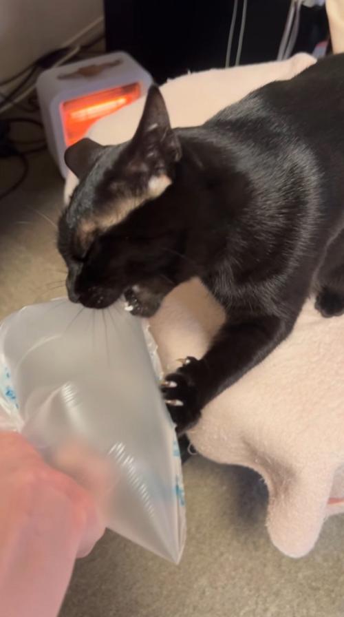 緩衝材を噛む猫