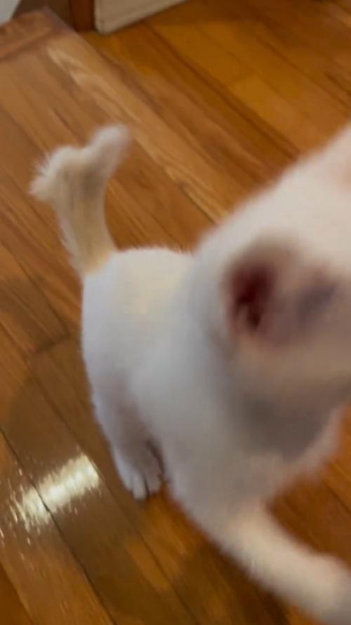 飼い主に前足を伸ばす子猫