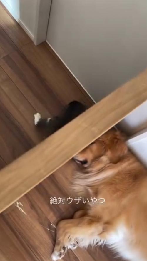 壁に前足を差し込む猫