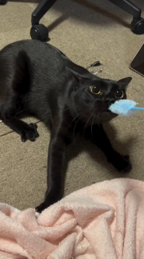 目を見開いてねこじゃらしを見つめる猫