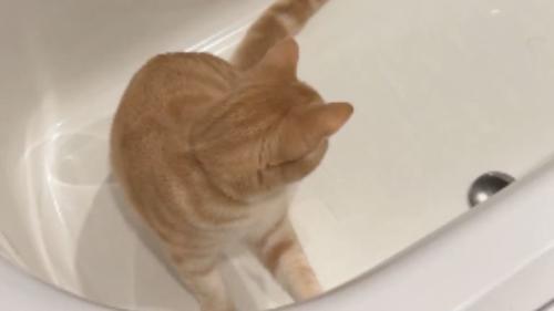 浴槽にいる猫