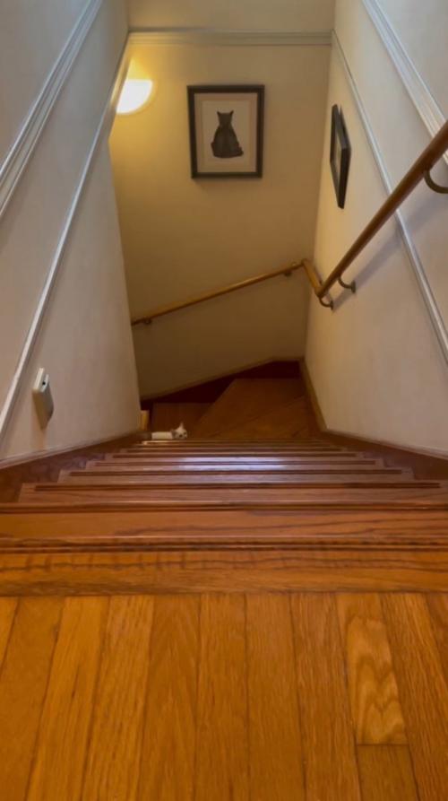 1階から顔を出す子猫