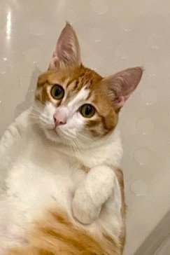 バスタブに横たわる猫(アップ2)