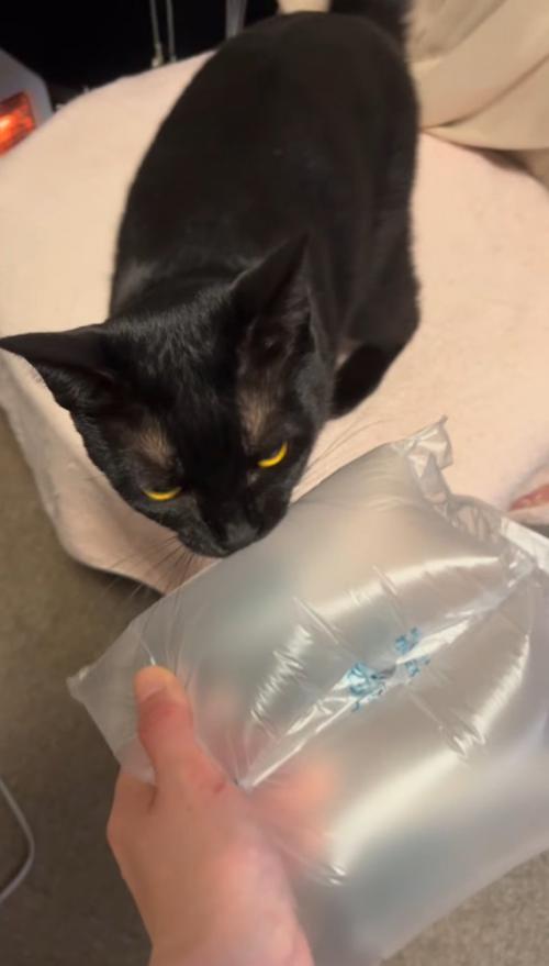 猫に緩衝材を見せる女性