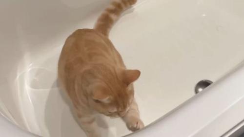 浴槽にいる猫
