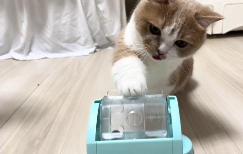 おもちゃで遊ぶ猫の写真2