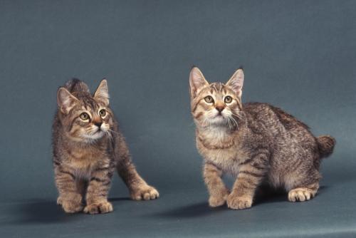 多指症のピクシーボブ