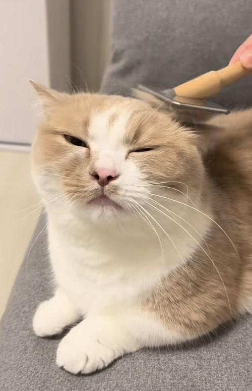 ブラッシングされる猫の写真1