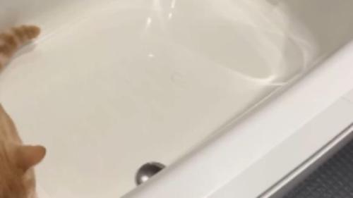 浴槽にいる猫