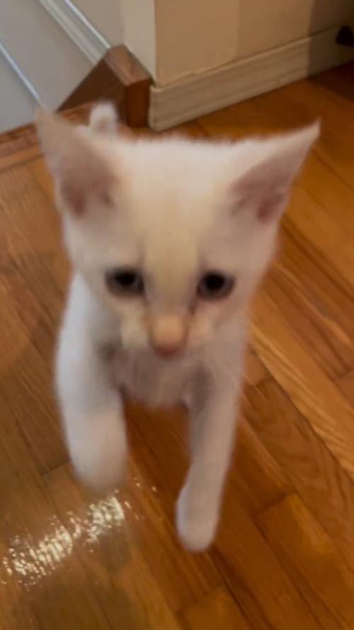 床に前足を戻そうとする子猫