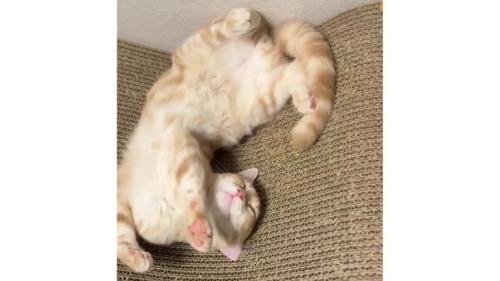 室内にいる猫