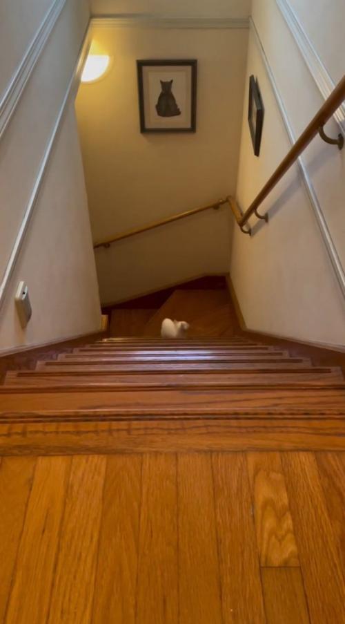 後ろをふり返る子猫