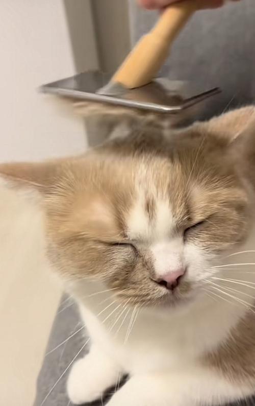 ブラッシングされる猫の写真3