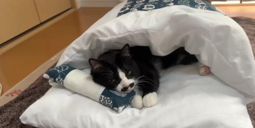 猫用布団にくるまれたくろまめさん