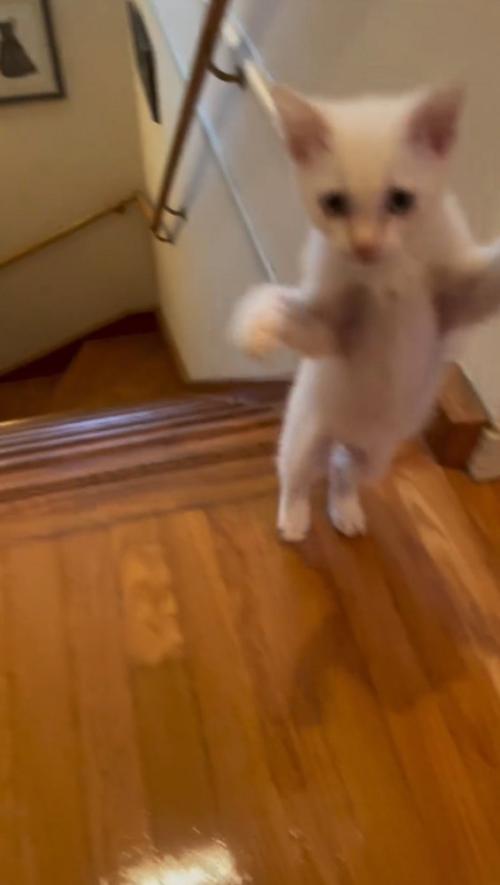 前足を上げて立ち上がる子猫