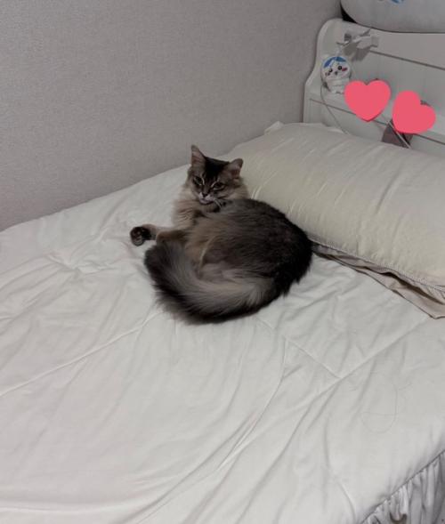 ベッドに寝そべる猫