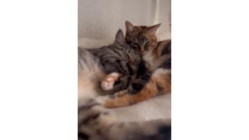 寄り添う猫たち
