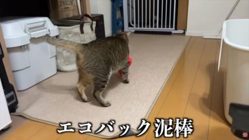テロップ「エコバッグ泥棒」