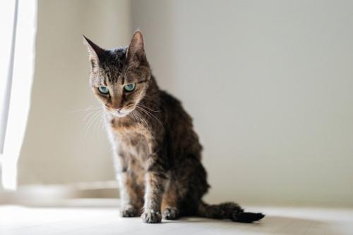 元気がなさそうな猫