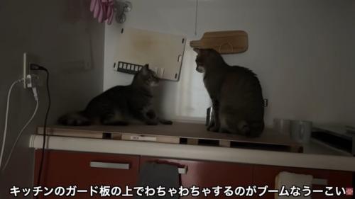 テロップ「キッチンの～」