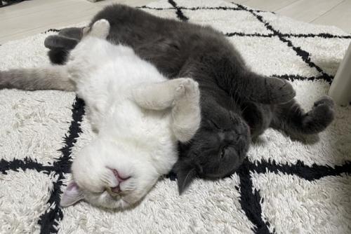 寝ている2匹の猫