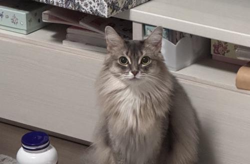 座っている猫