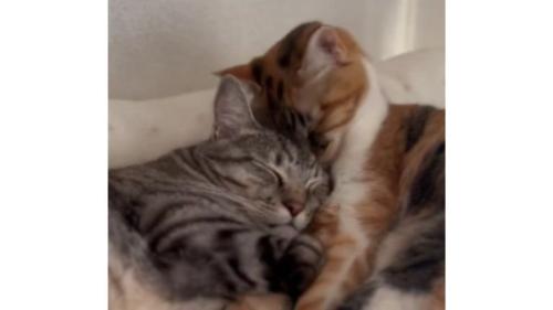 寄り添う猫たち
