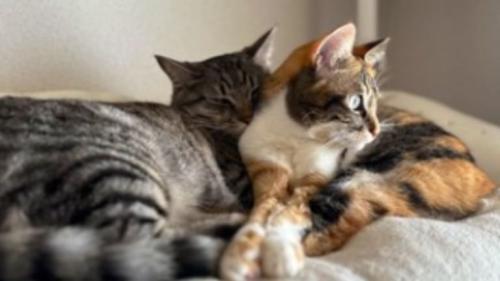 寄り添う猫たち