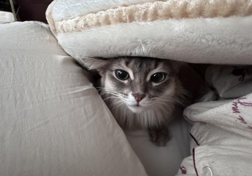 ふとんに入り込んだ猫