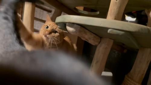 しっぽに手を伸ばす猫さん