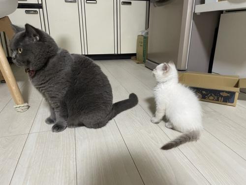 座っている2匹の猫